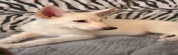 German Shepherd dogs for sale: Beautiful German Shepard Puppies - Advert 11
