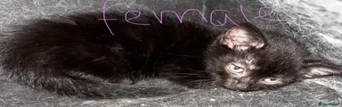 Mixed Breed 4