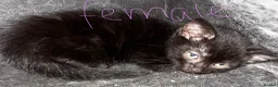 Mixed Breed cats for sale: 5 kittens ready for there forever homes - Advert 5