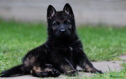 German Shepherd dogs for sale: Czech German Shepherd Male puppy - Image 2