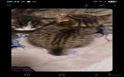 Bengal cats for sale: Bengal kittens - Image 3