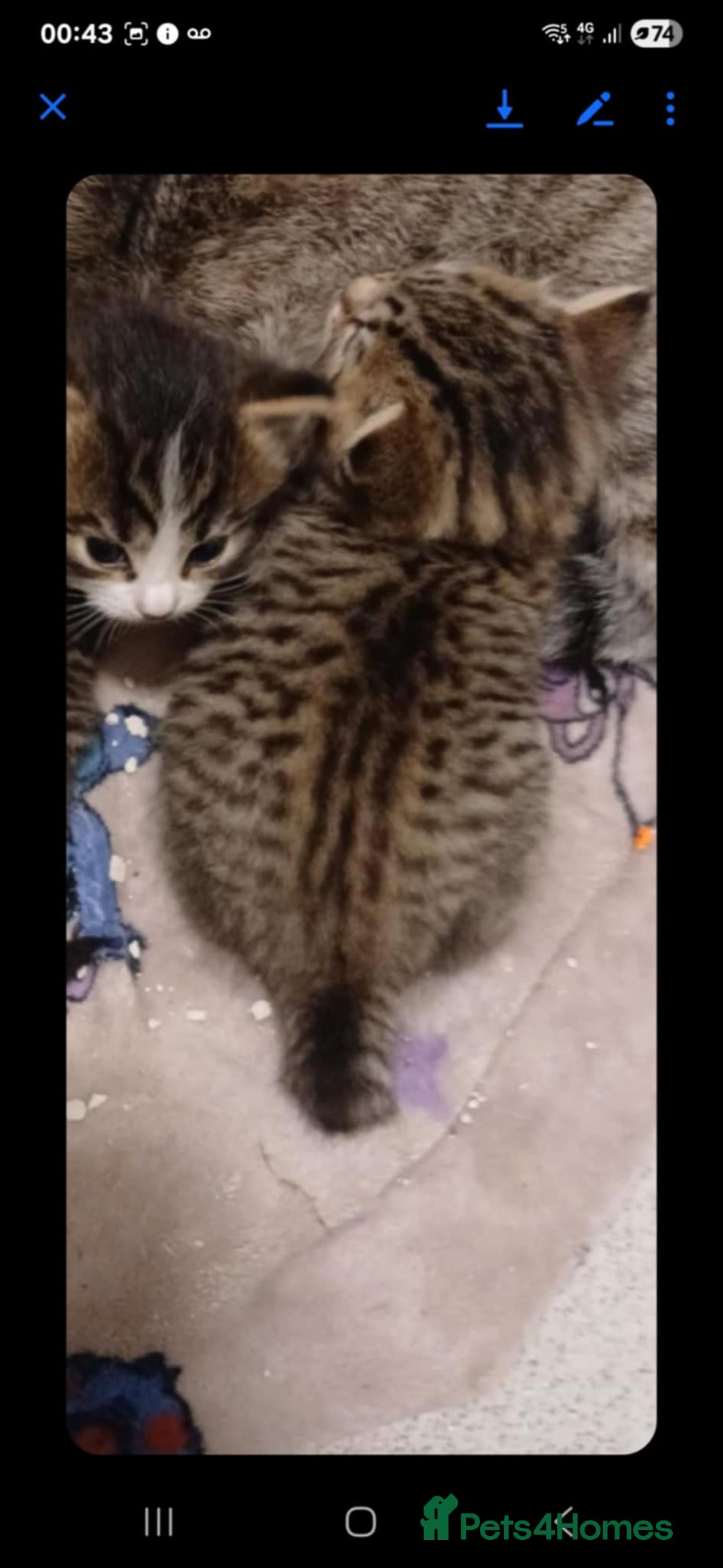 Bengal cats for sale: Bengal kittens - Image 3