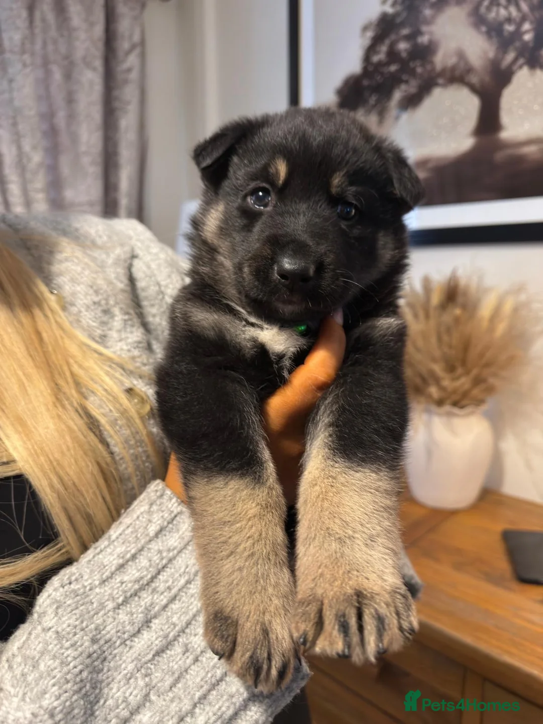 Shepsky dogs for sale: Shepsky puppies  - Advert 10