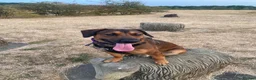 Mixed Breed dogs for sale: Malinois x spaniel  - Advert 3