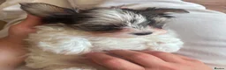 Yorkshire Terrier dogs for sale: Three Beautiful Little Yorkshire Terrier Puppies in Exeter - Advert 5