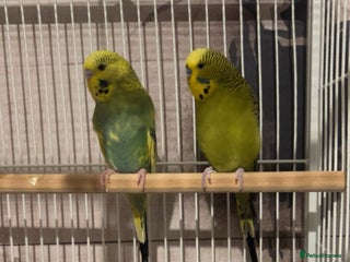 Budgerigars birds baby budgies - Advert 1