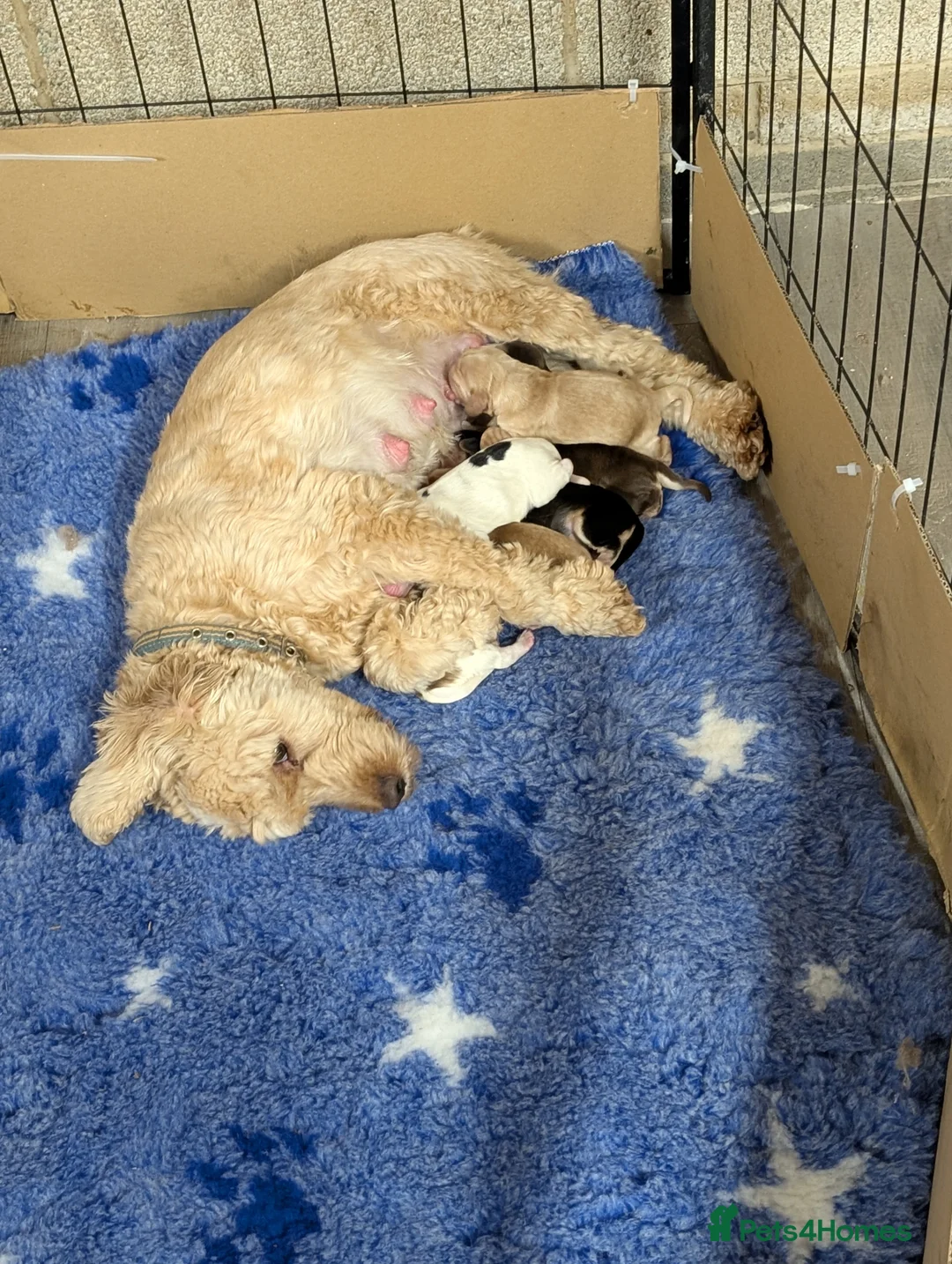 Cockapoo dogs for sale: Beautiful litter of cockerpoo x cocker puppies  - Advert 4