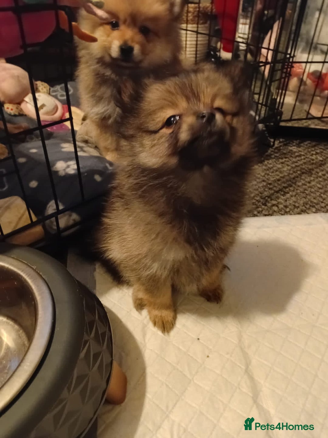 Pomeranian dogs for sale: Adorable Pomeranians - Advert 8