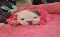 English Bulldog dogs for sale: English Bulldog puppies  - Image 14