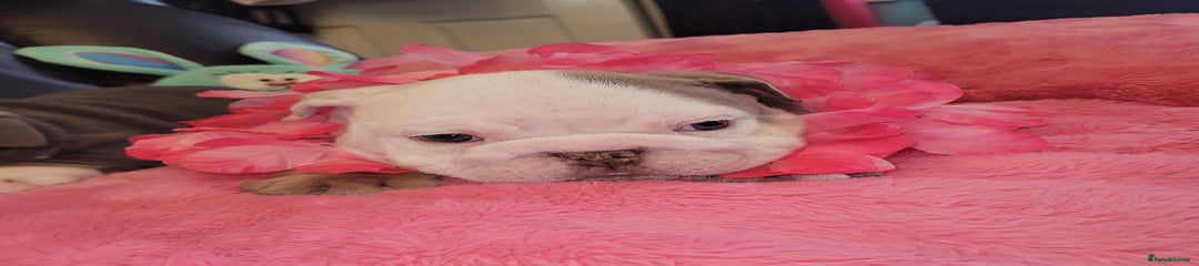 English Bulldog Puppy 4