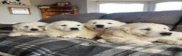 Golden Retriever dogs for sale: Stunning Golden Retriever Puppies in Lymm - Advert 1