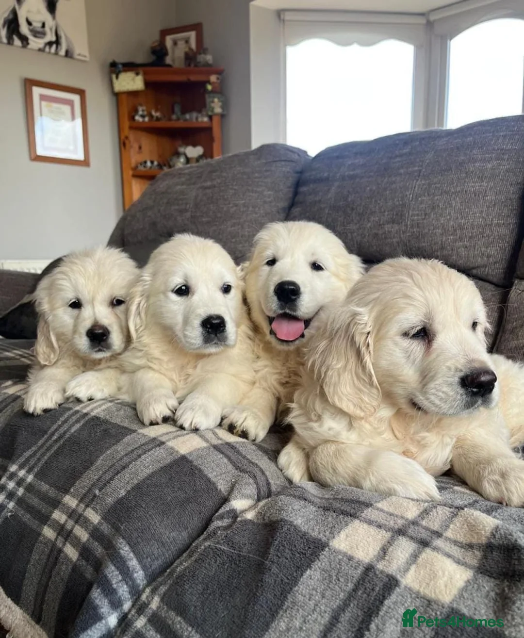 Golden Retriever dogs for sale: Stunning Golden Retriever Puppies in Lymm - Advert 1