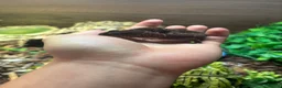 Gecko reptiles for sale: 3 fat tailed geckos all female not including tank in High Wycombe - Advert 7