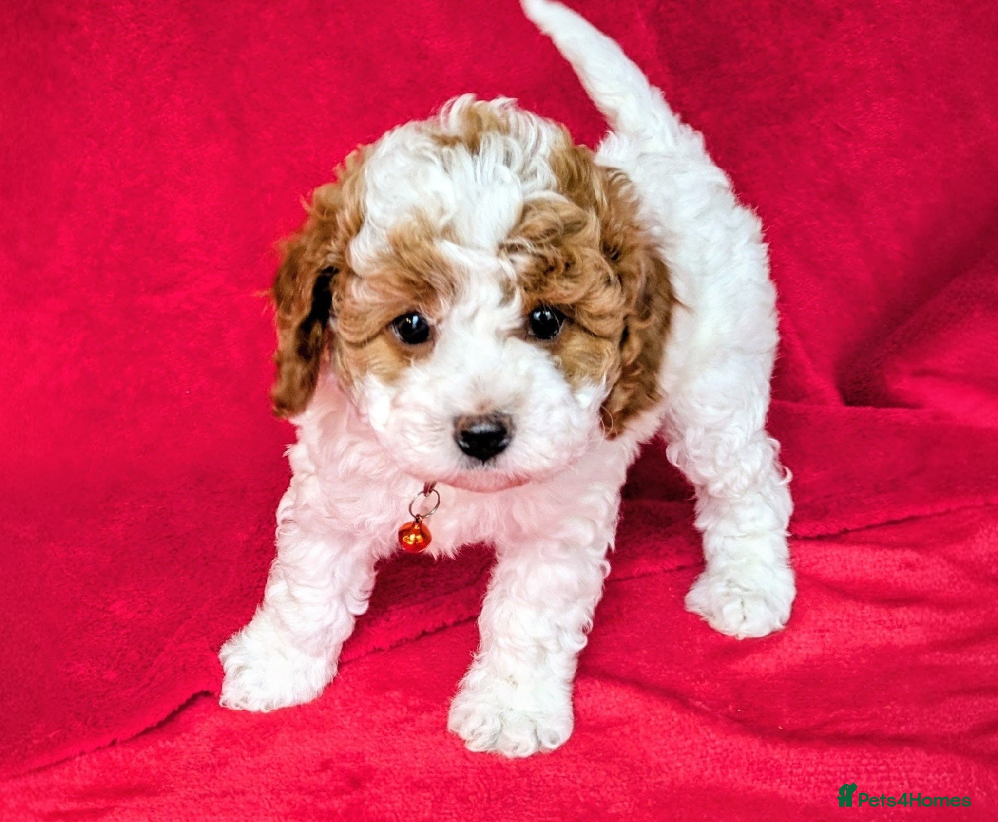 Cavapoo dogs Adorable Puppies, price open to negotiation - Advert 1