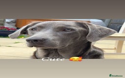 Labrador Retriever dogs for sale: Silver labradors *READY TO LEAVE* - Image 6
