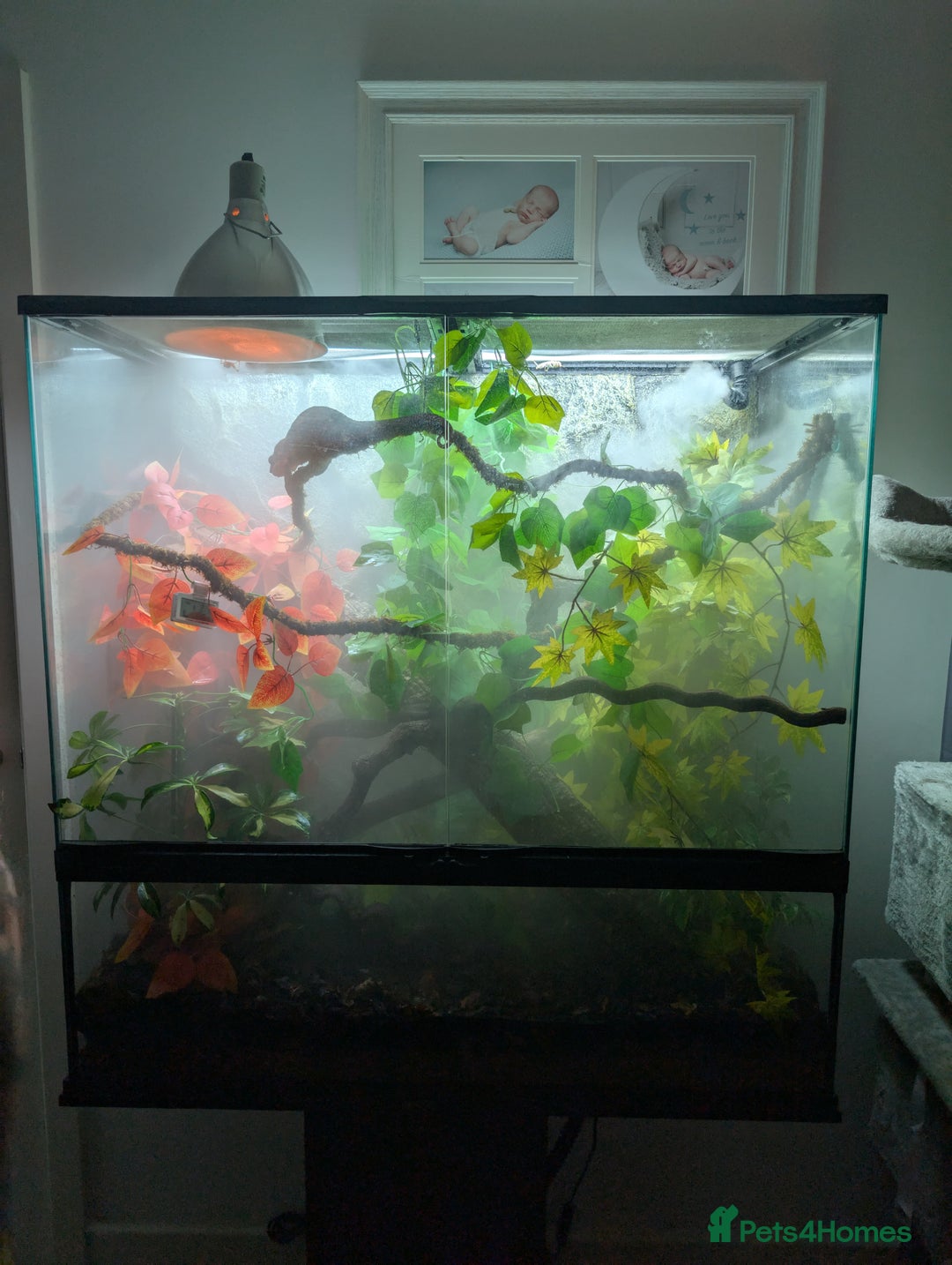 Chameleon reptiles for sale: PANTHER CHAMELEON URGENT NEW HOME - Image 2