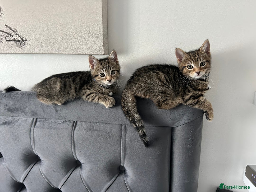 Domestic Shorthair cats for sale: 2 male tabbies - Image 3