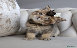 British Shorthair cats for sale: 🩷 Beautiful Pedigree British Shorthair - GCCF 🩷 - Image 3