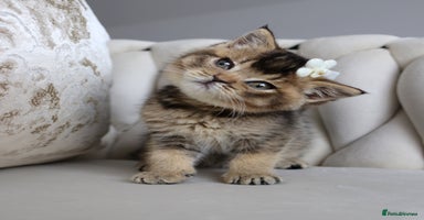 British Shorthair cats - Advert 10