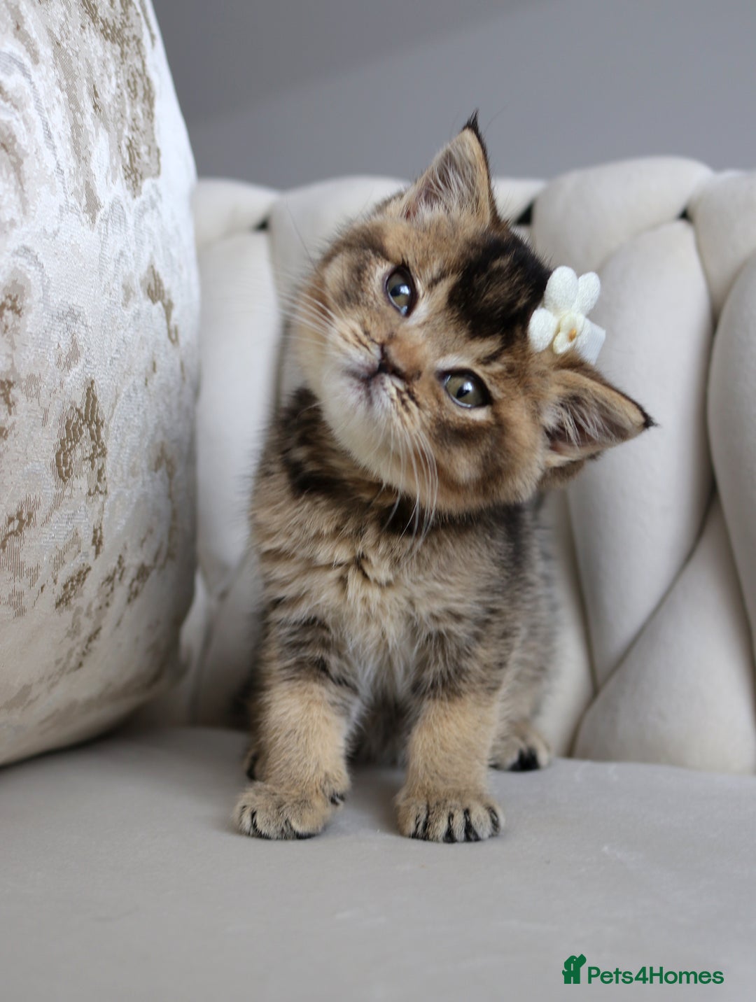British Shorthair cats for sale: 🩷 Beautiful Pedigree British Shorthair - GCCF 🩷 - Image 3
