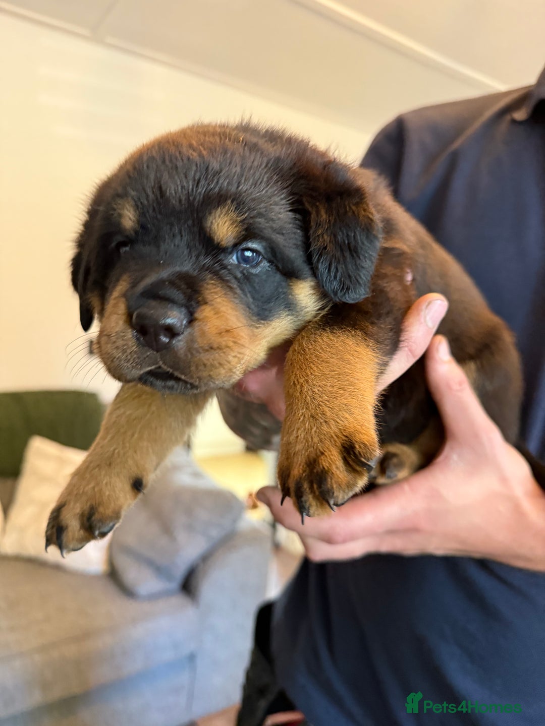 Rottweiler dogs for sale: Rottweiler puppies  - Image 7