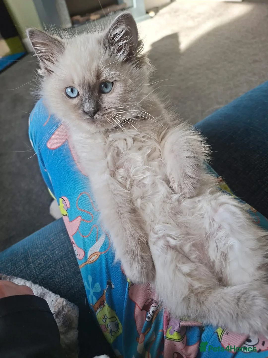 Ragdoll cats for sale: Ragdoll boy for sale  in Grimsby - Advert 2