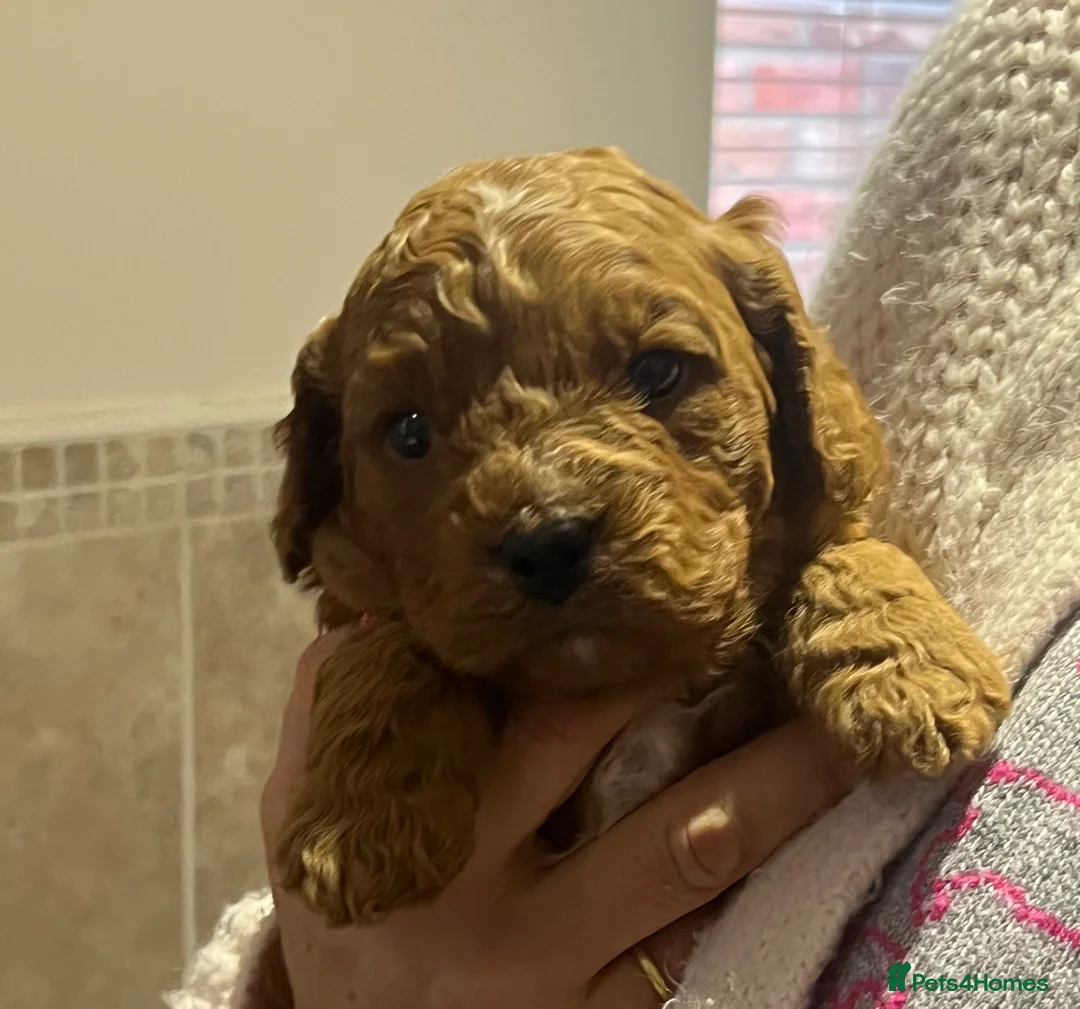 Cavapoo dogs for sale: Reserved Stunning F2 Bitch Available  - Advert 3