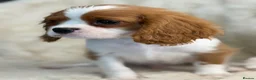 Cavalier King Charles Spaniel dogs for sale: Beautiful cavalier King Charles puppies  - Advert 9
