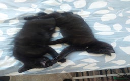 Mixed Breed cats for sale: Kittens for sale - ideal busy family additions - Image 3