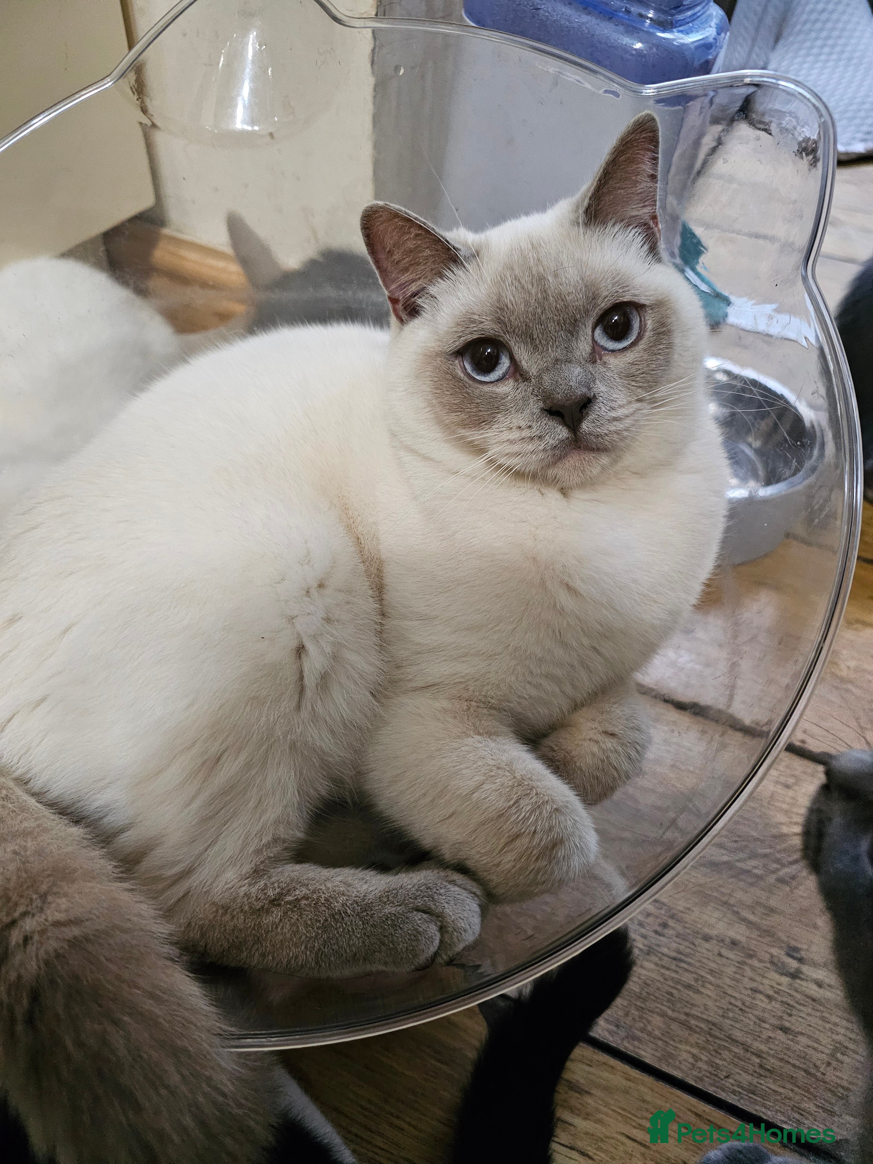 British Shorthair cats Blue Colourpoint Adorable British Shorthair in Sowerby Bridge - Advert 1