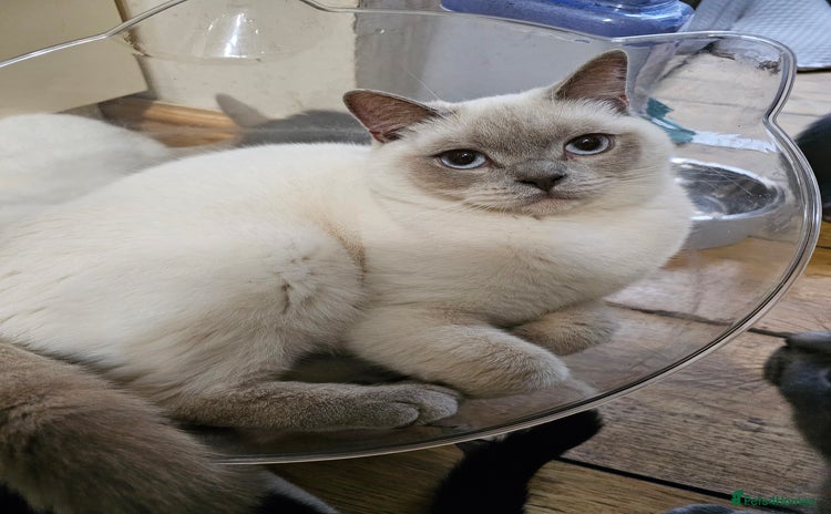 British Shorthair cats in Sowerby Bridge - Advert 6