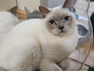 British Shorthair cats Blue Colourpoint Adorable British Shorthair in Sowerby Bridge - Advert 1