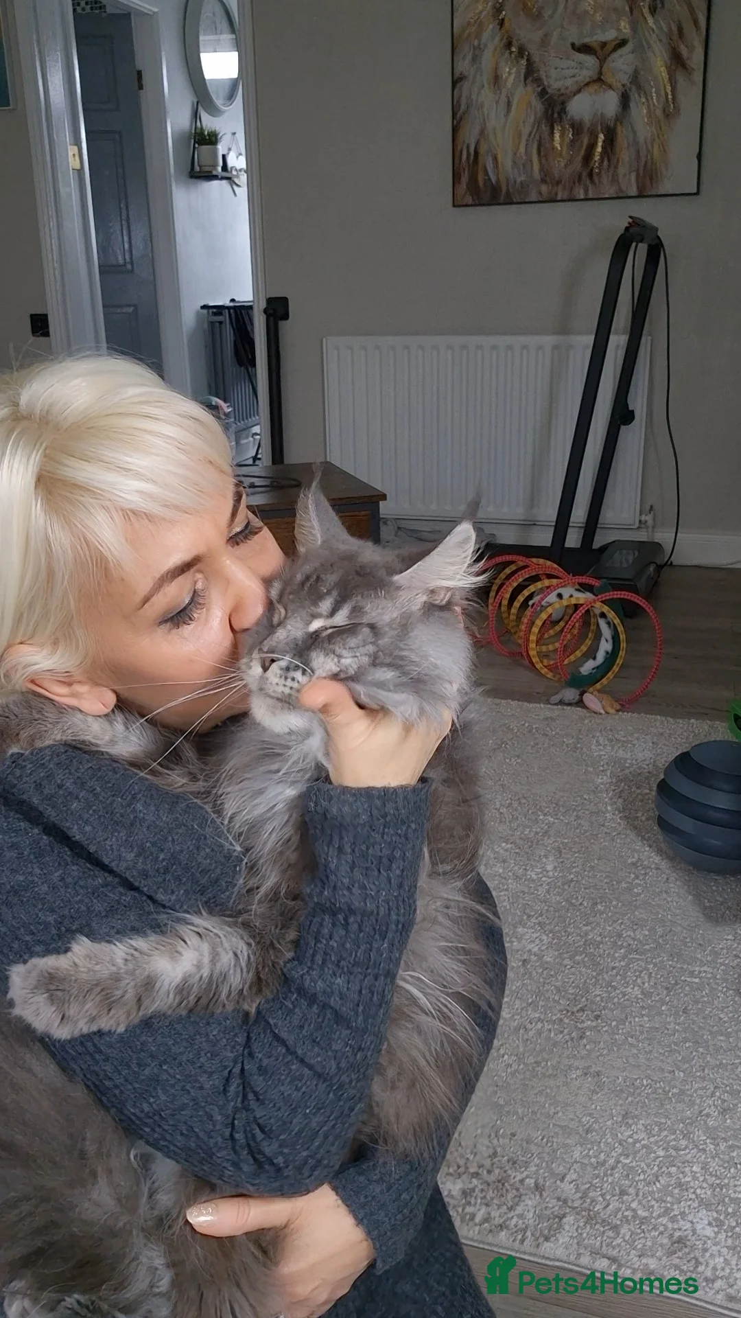 Maine Coon cats for sale: Beautiful Maine Coon boys . - Advert 30