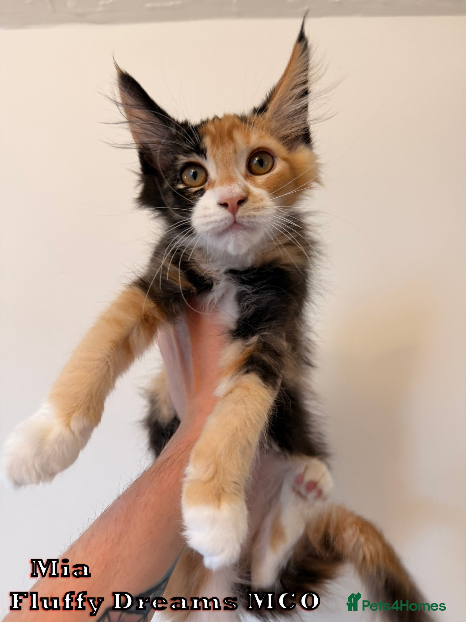 Maine Coon cats 1 Girl 1 Boy Active / Non Active N/N Tested TICA - Advert 2