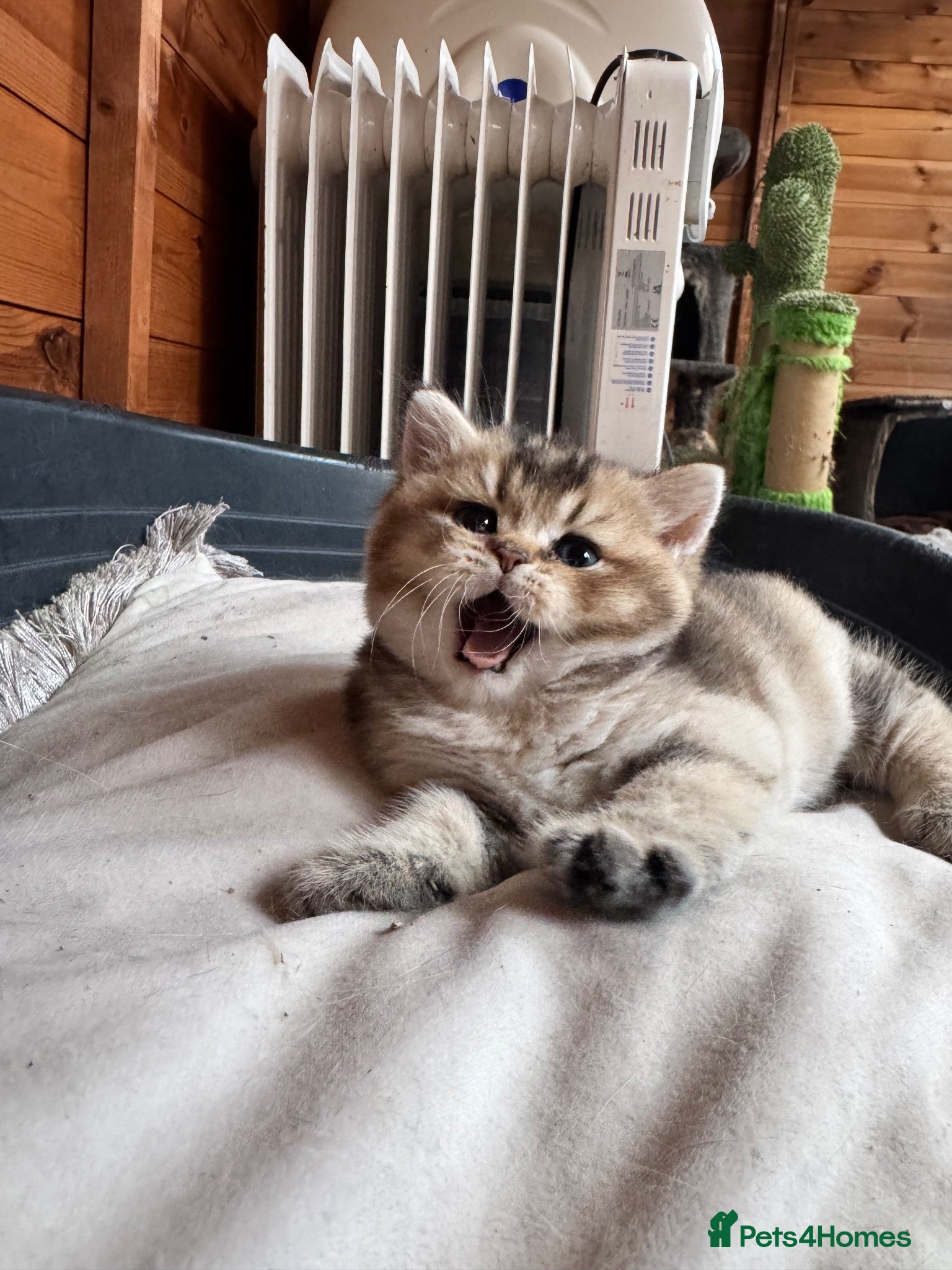 British Shorthair cats Amazing black golden British shorthair boy  - Advert 1