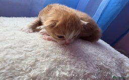 Mixed Breed cats for sale: Beautiful kittens - Image 9