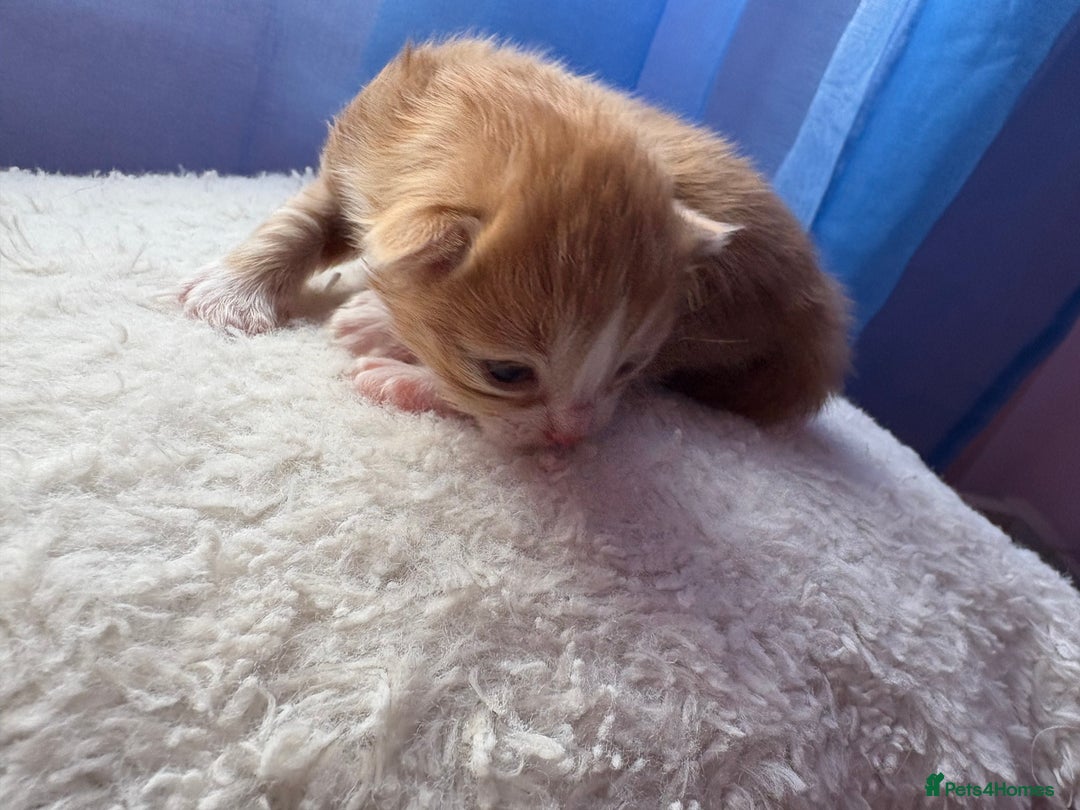 Mixed Breed cats for sale: Beautiful kittens - Image 9