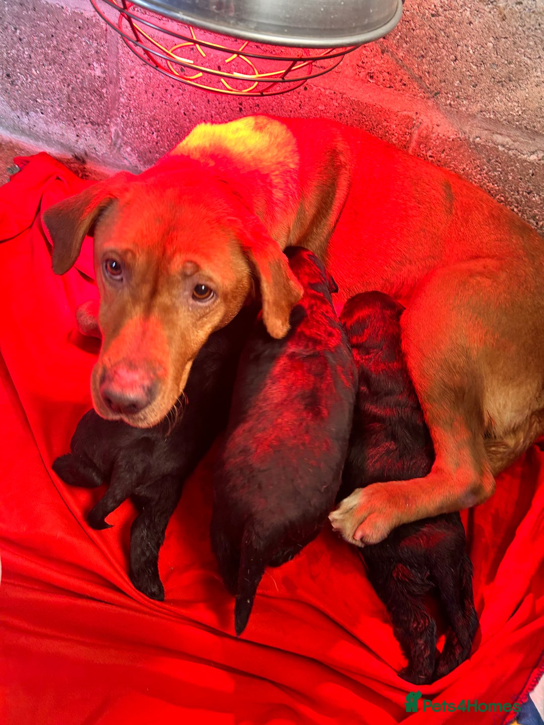 Labradoodle dogs for sale: Labradoodle puppy’s!  - Advert 3