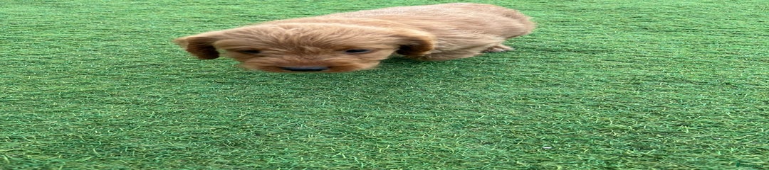 Labradoodle Puppy 3