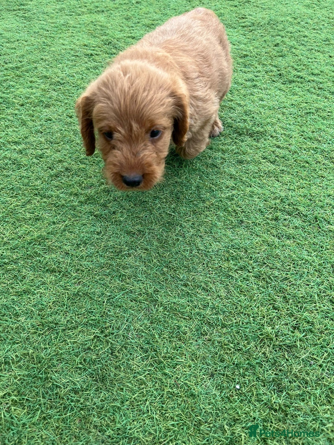 Labradoodle dogs for sale: Labradoodle  - Image 9