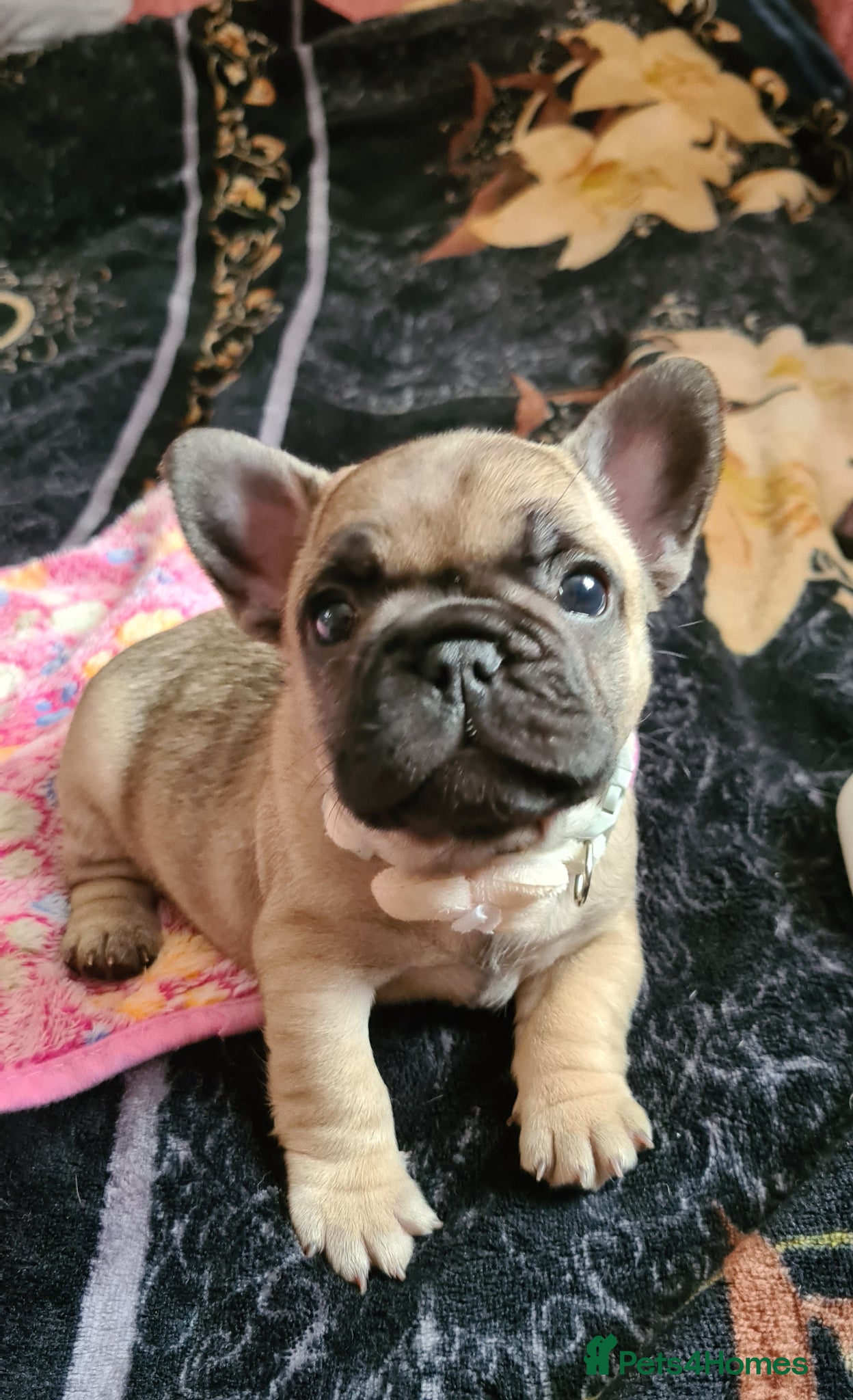 French Bulldog Puppy 4