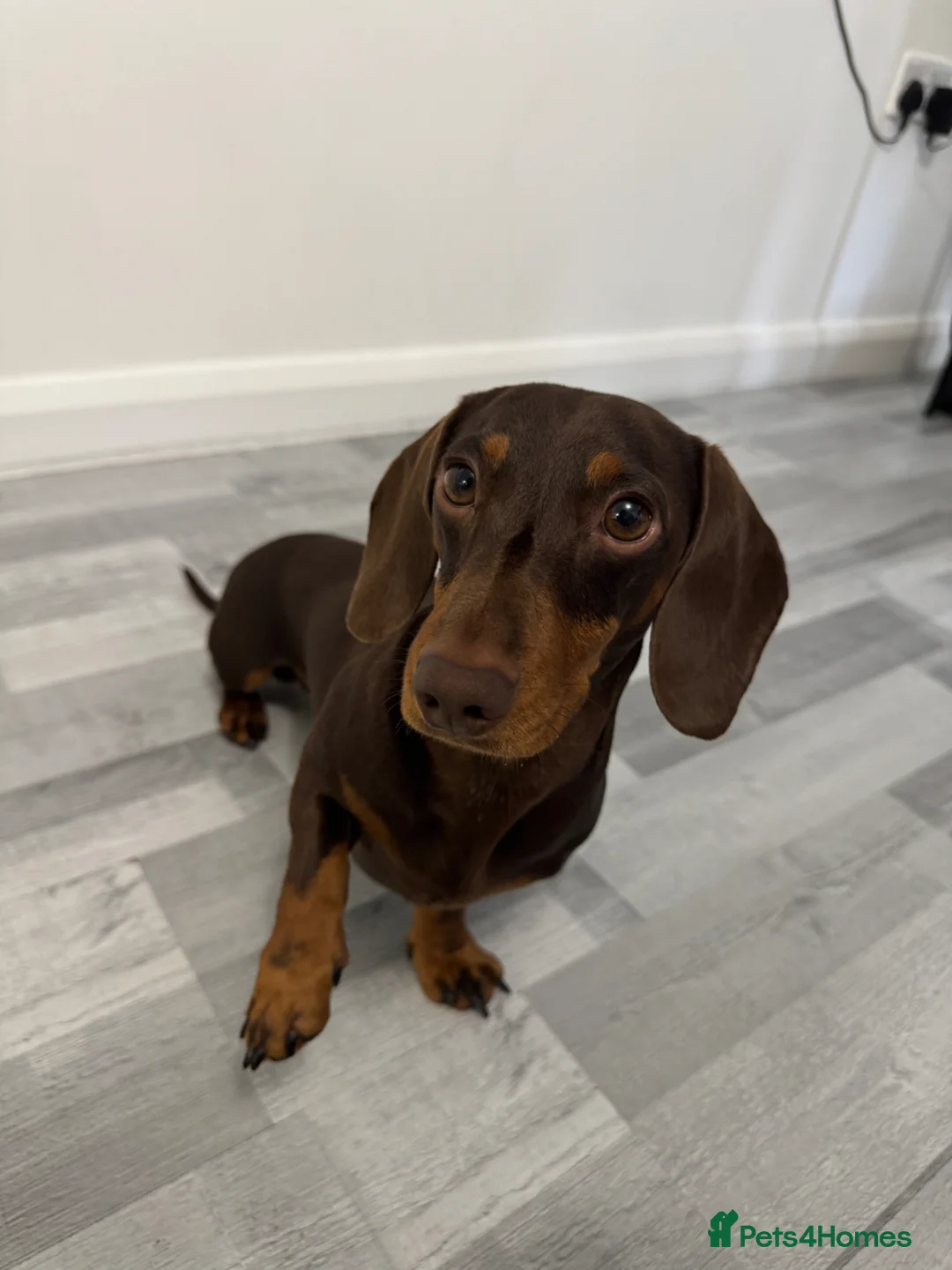 Miniature Dachshund dogs for stud: Miniature Dachshund Stud - Chocolate & Tan 🤎🐾 - Advert 1