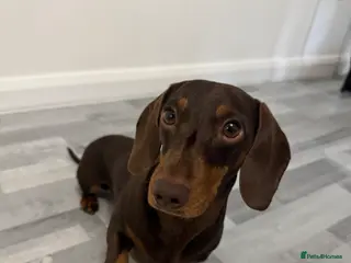 Miniature Dachshund dogs Miniature Dachshund Stud - Chocolate & Tan 🤎🐾 - Advert 1