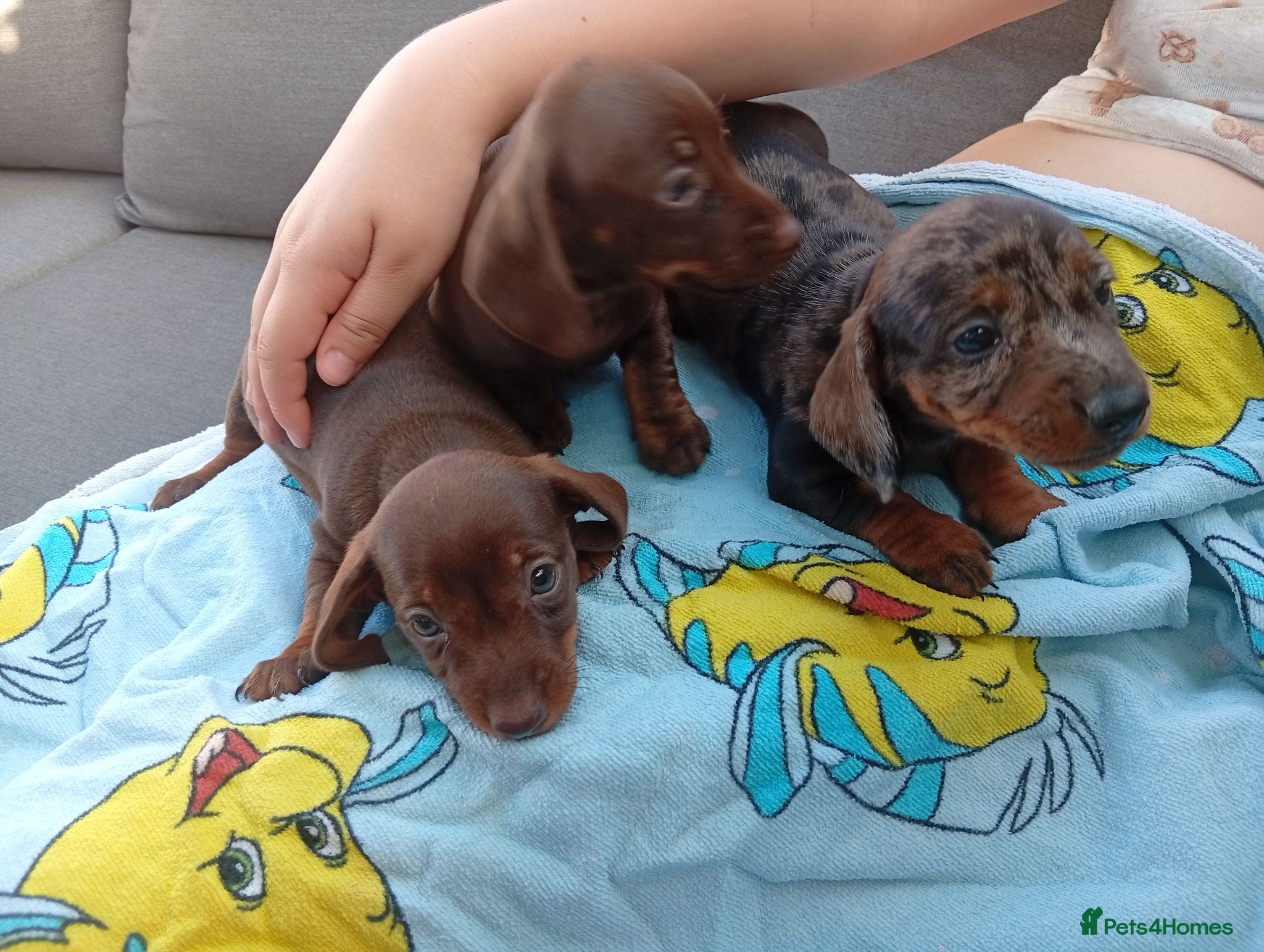 Miniature Dachshund dogs Miniature dachshund 2 girls 1 boy - Advert 1