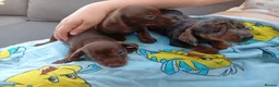 Miniature Dachshund dogs for sale: Miniature dachshund 2 girls 1 boy - Advert 1