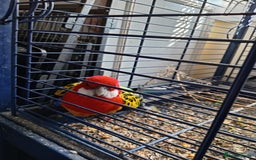 Parrots birds for sale: breeding pair of rosellas - Image 1