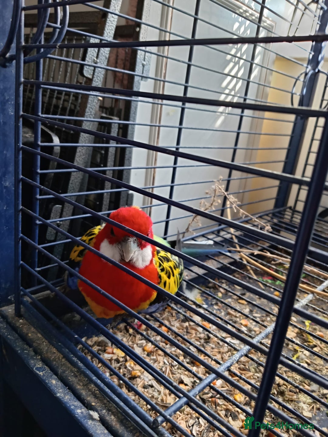 Parrots birds for sale: breeding pair of rosellas - Image 1