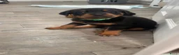 Rottweiler dogs for sale: Rottweiler Puppies - Advert 24