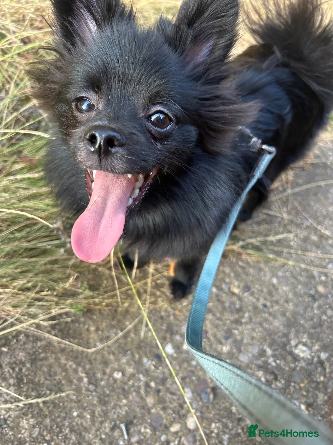 Pomeranian dogs for sale: 8 Months Old Pomeranian  in Birmingham - Advert 2