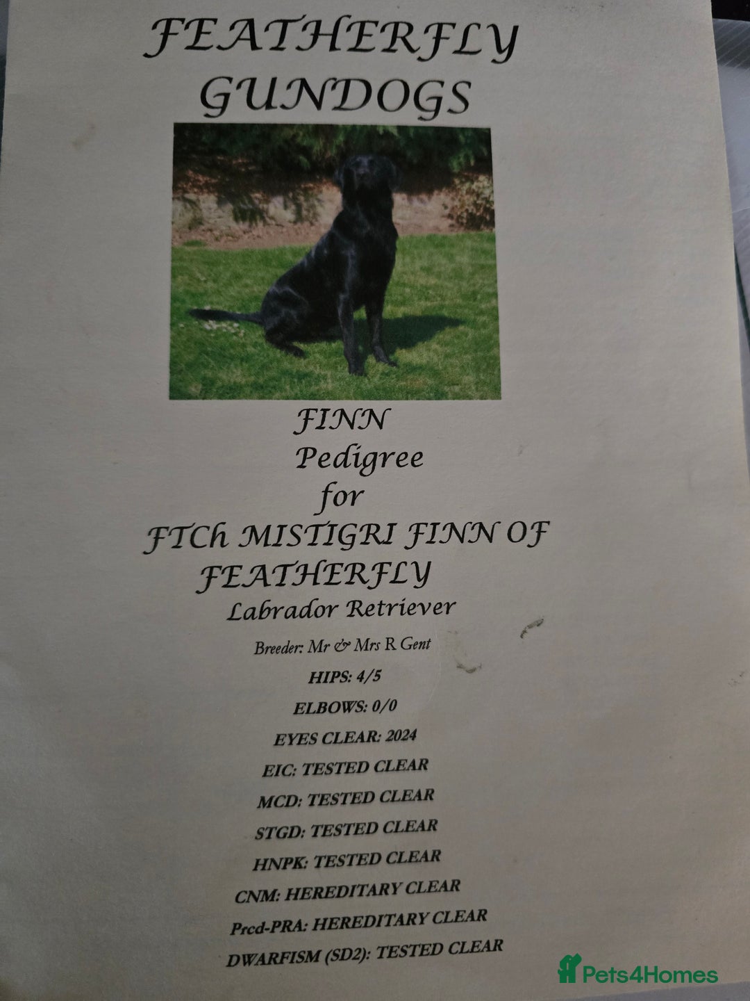 Labrador Retriever dogs for sale: Beautiful working labrador boys  - Image 14